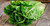 Romain Lettuce 1 piece/ Lechuga Romana 1 pieza
