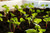 Radish Sprouts 50 gr