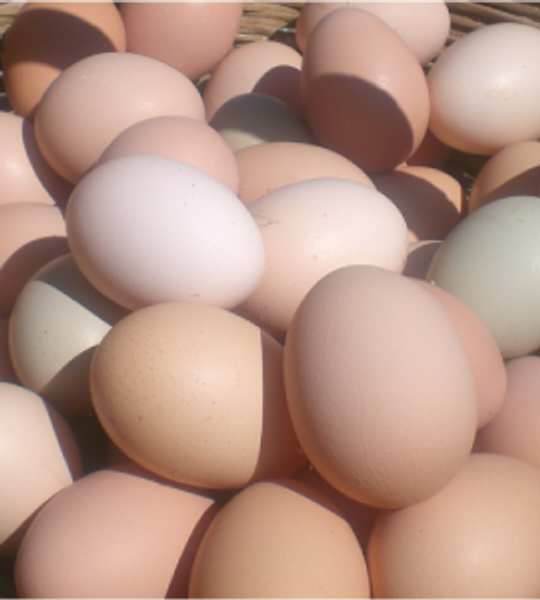 Eggs/ Huevos