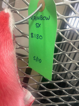 Rainbow fox fur pelt