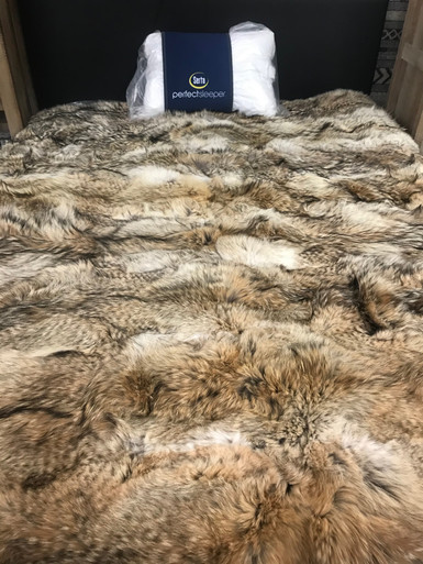 Full Pelt Coyote Fur Blanket Size Twin Fur Throw Only