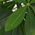 vidaXL Artificial Plant Green Plastic, Painted real wood 57.1 in tall