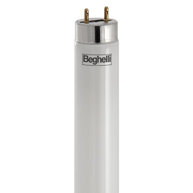 BEG56233