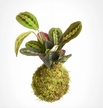 Kokedama Class Signup-Papillion