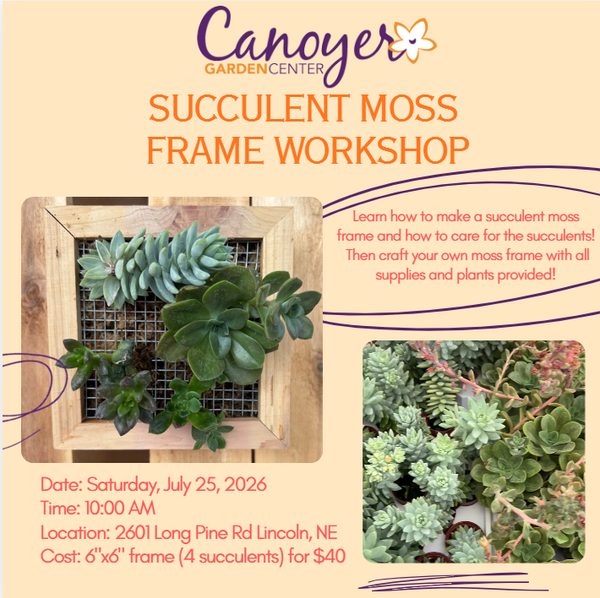 Succulent Moss Frame Workshop-Lincoln