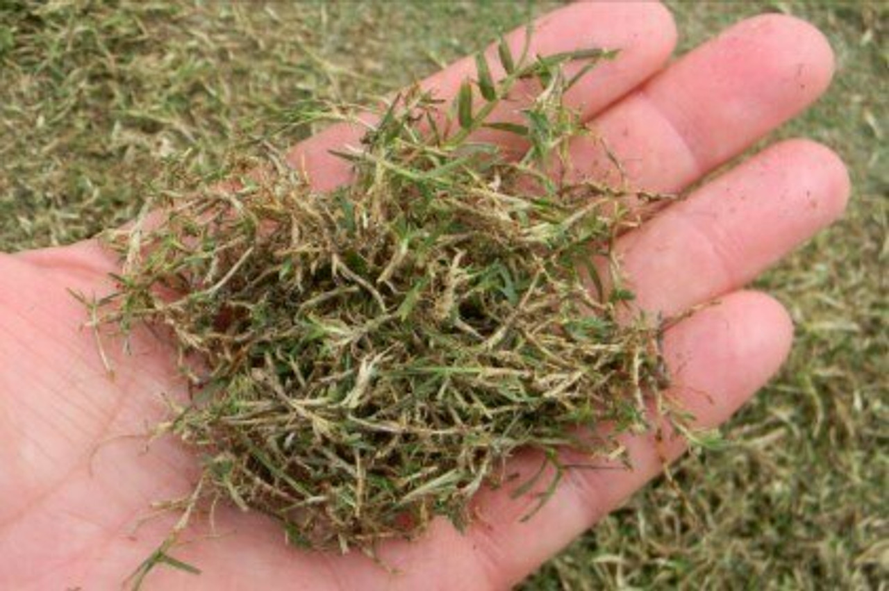 Is Tiftuf Bermuda Invasive Is Tiftuf Bermuda Invasive