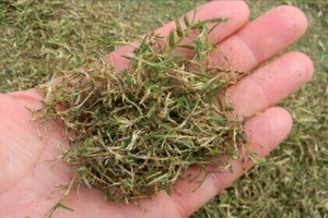 Sprigs - TifTuf Sprigs - TifTuf