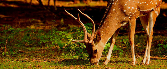 hunting and outdoors