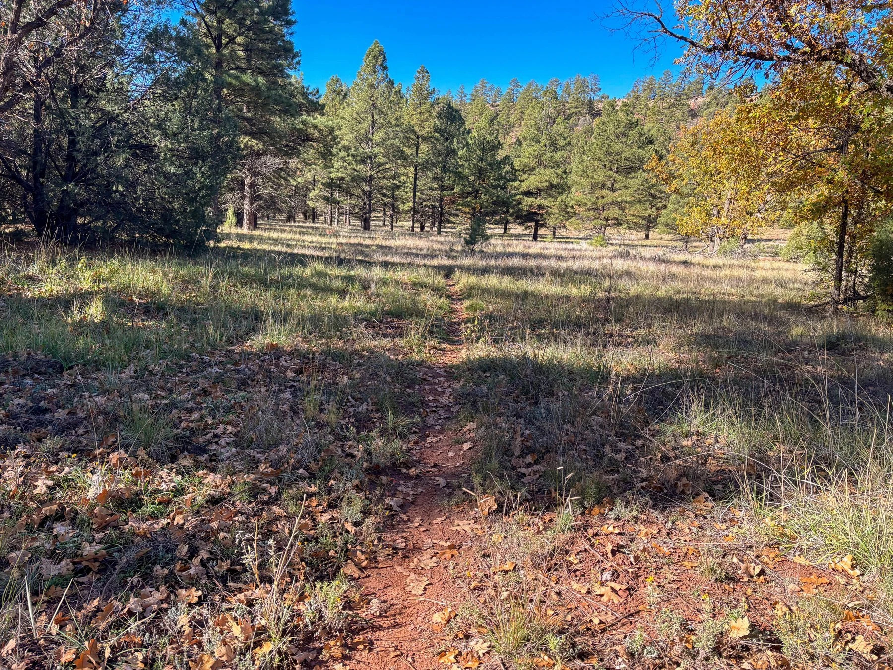Singletrack winds through pine trees and autumn foliage.