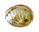 Style elytS Abalone Shell 3- 4