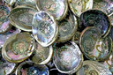 Style elytS Abalone Shell 5- 6 Pack of 25