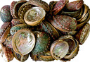 Abalone Shell 3"- 4" (Pack of 25)