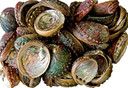 Style elytS Abalone Shell 3- 4 Pack of 50