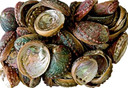 Style elytS Abalone Shell 3- 4 Pack of 50