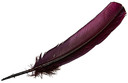 Turkey Dyed Burgundy Feather 11-13"L