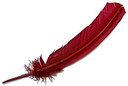 Style elytS Turkey Dyed Red Feather 11-13L