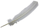 Turkey Bleached White Feather 11-13"L