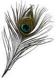 Style elytS Eyed Peacock Feather 10-12