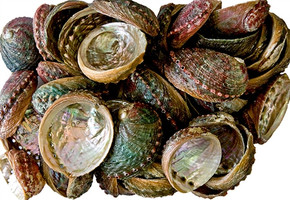 Abalone Shell 3"- 4" (Pack of 25)