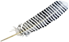 Turkey Feather Dyed White Banded 11-13"L