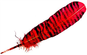 Turkey Feather Dyed Red Banded 11-13"L