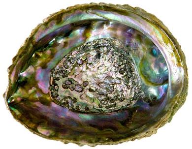 Abalone Shell 4"- 5"