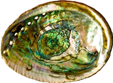 Abalone Shell 3.5"- 4"L