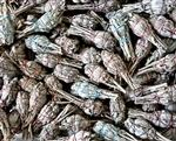 Style elytS California White Sage Mini Smudges 4L Torch Style Pack of 500 Style elytS California White Sage Mini Smudges 4L Torch Style Pack of 500