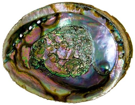Style elytS Abalone Shell 5- 6