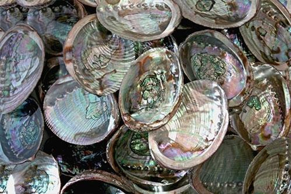 Style elytS Abalone Shell 4- 5 Pack of 25