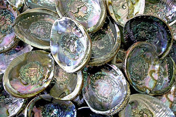 Abalone Shell 5"- 6" (Pack of 100)
