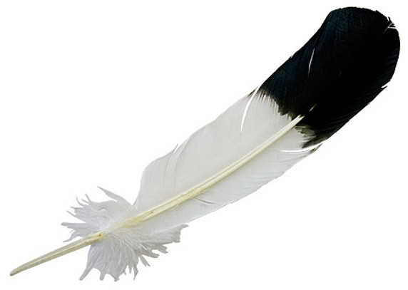 Turkey Black Eagle Tipped Feather 11-13"L
