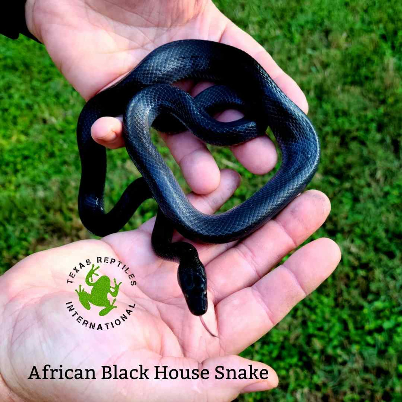 Snakes - Miscellaneous Snakes - Texas Reptiles International