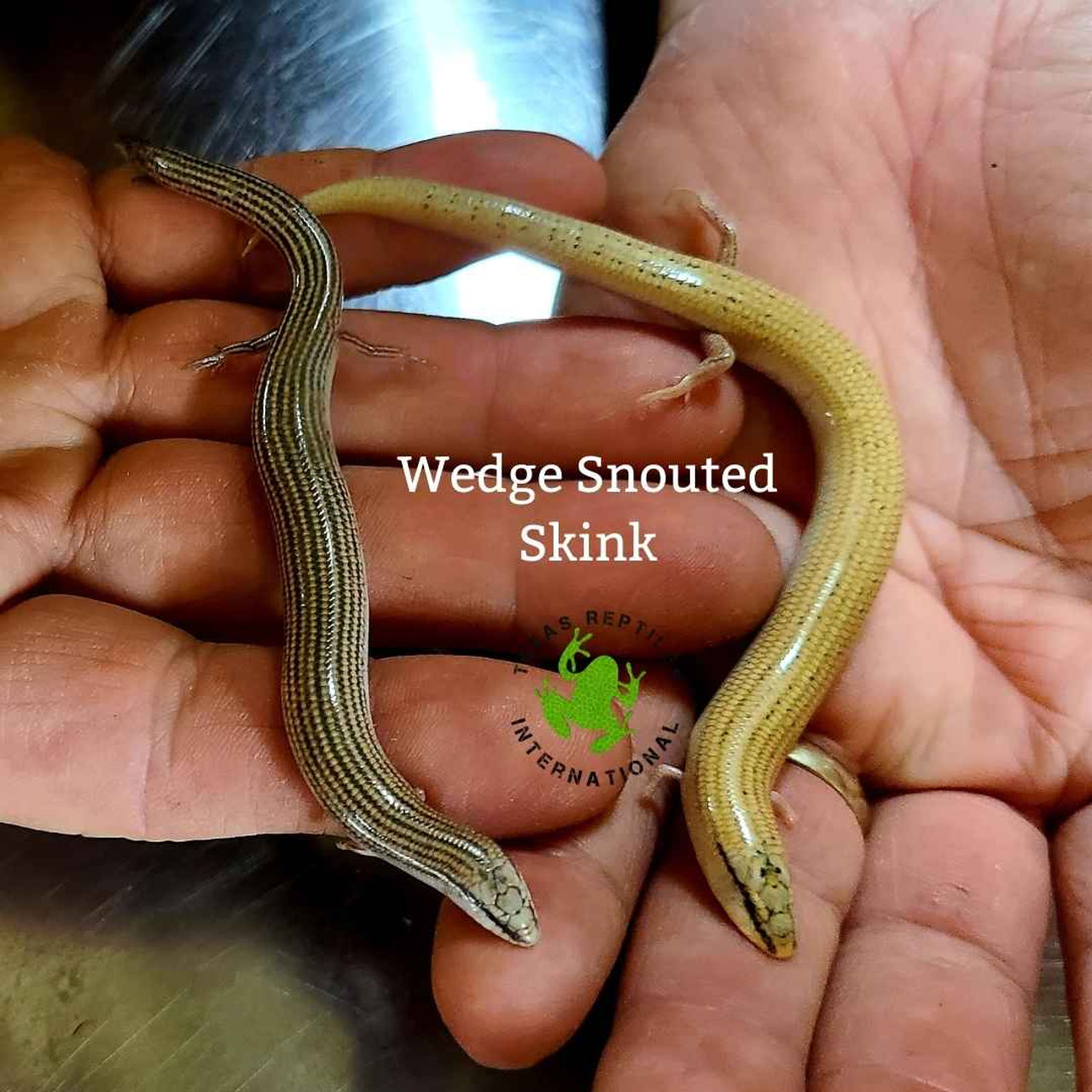 Lizards - Skinks - Texas Reptiles International