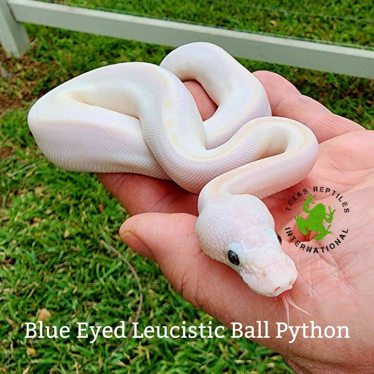 Snakes - Ball Python Morphs - Texas Reptiles International