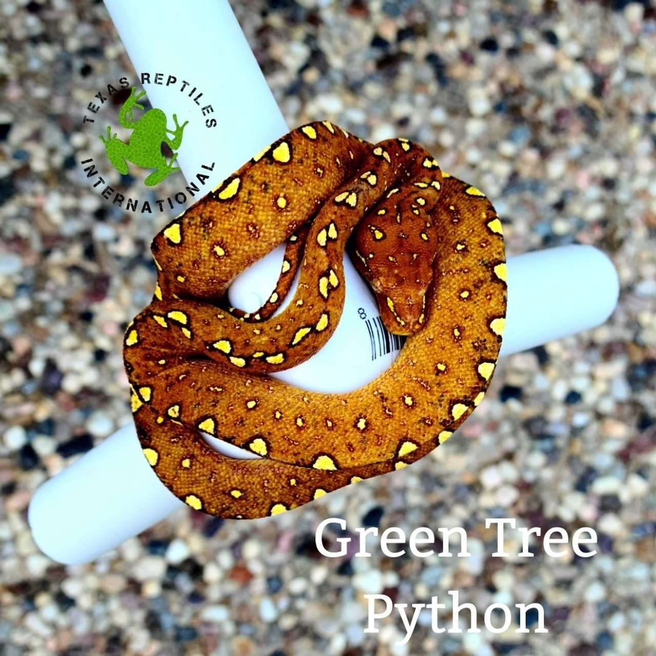 Black White Lipped Python