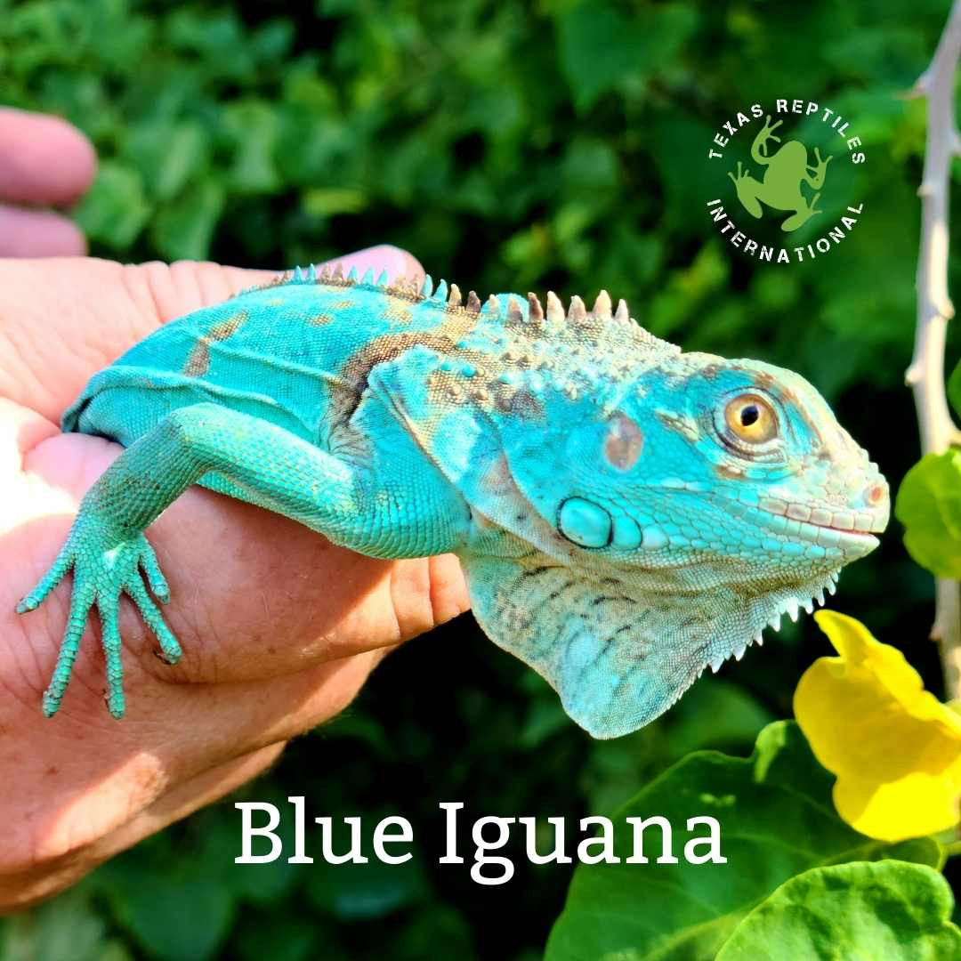 blue reptiles for sale