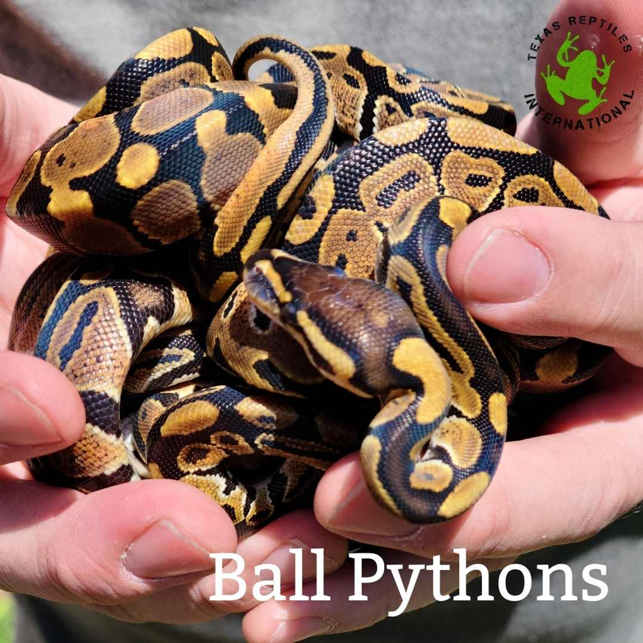 Ball Python, small imports