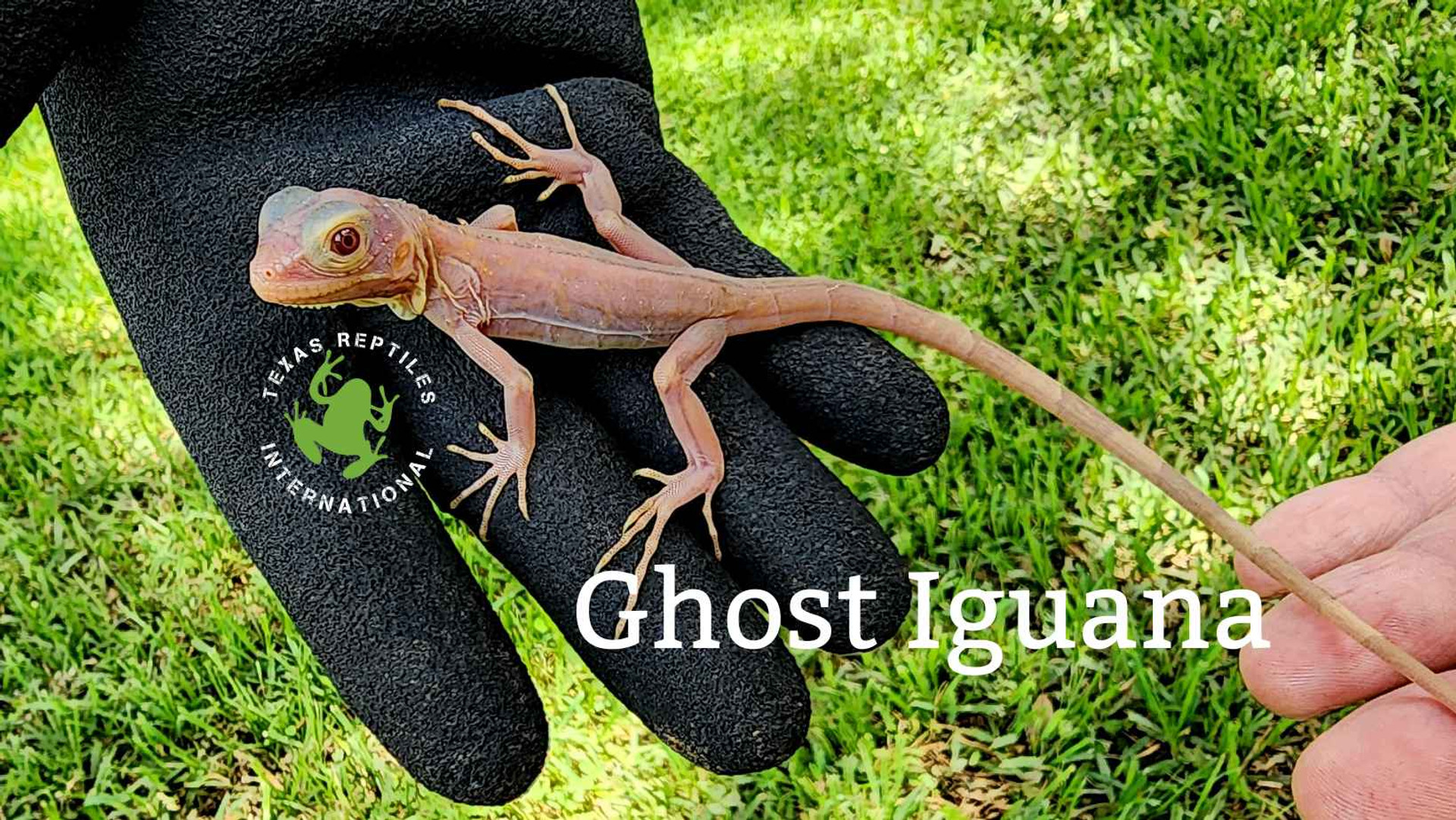 Texas Reptiles International