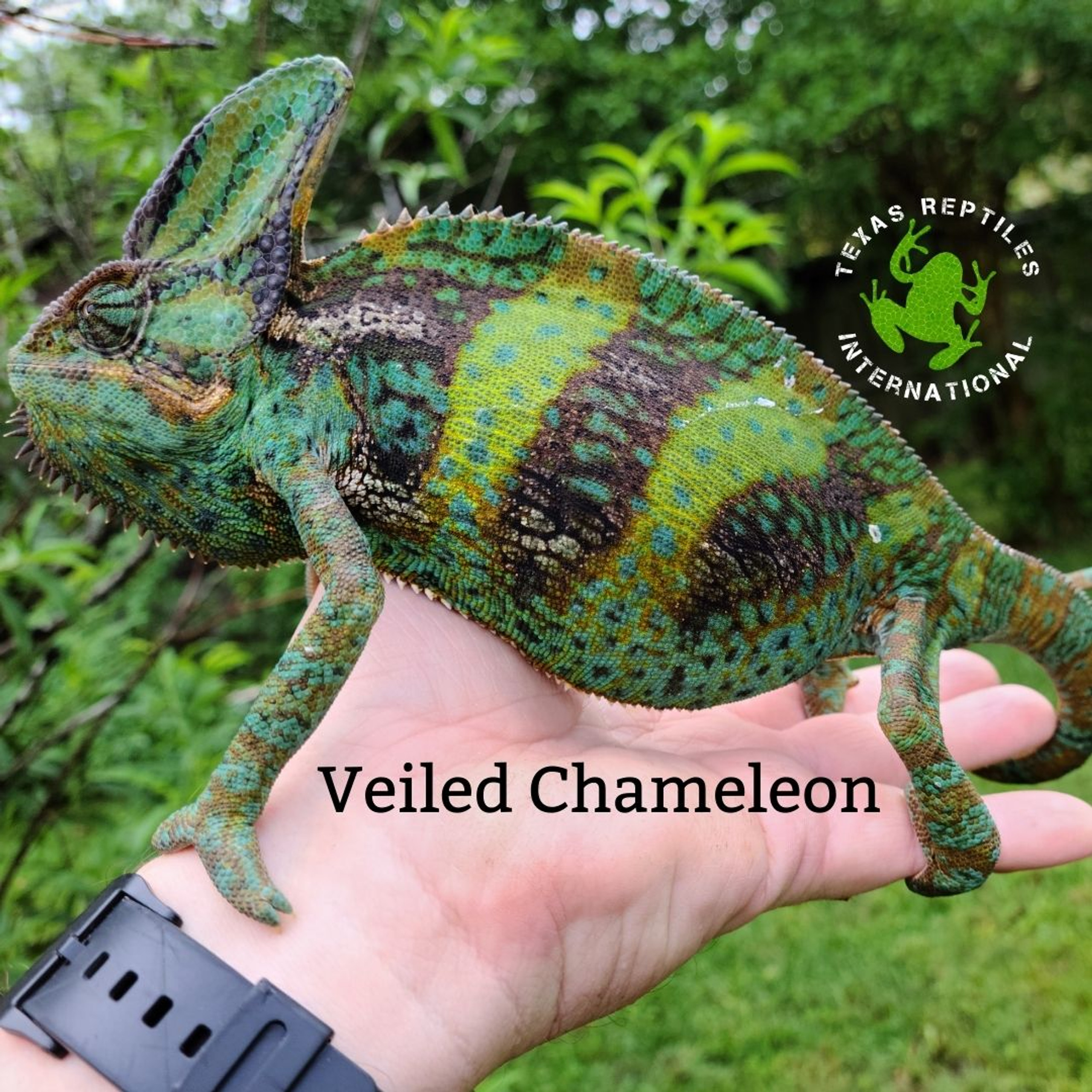 Lizards - Chameleons - Texas Reptiles International