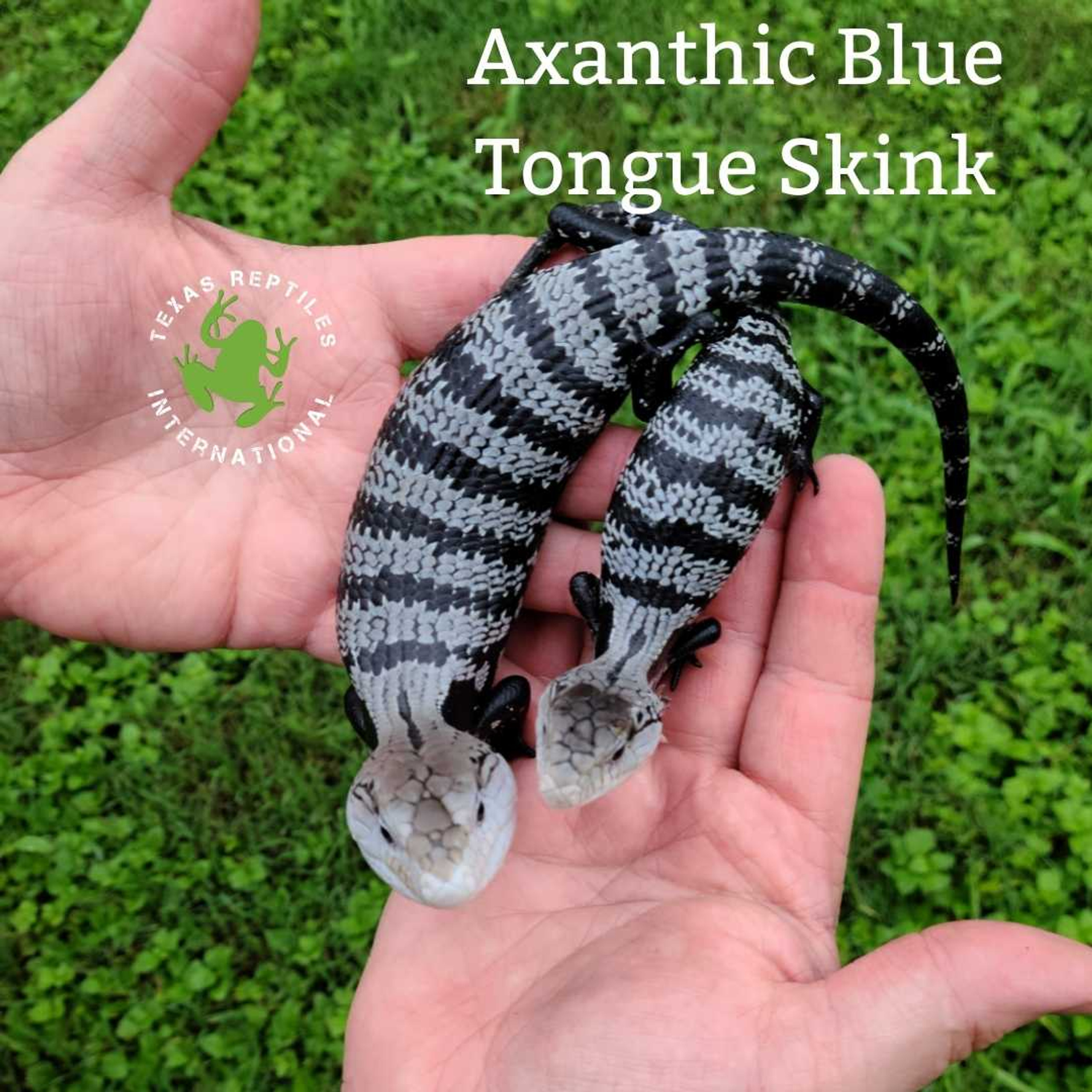 Lizards - Skinks - Texas Reptiles International