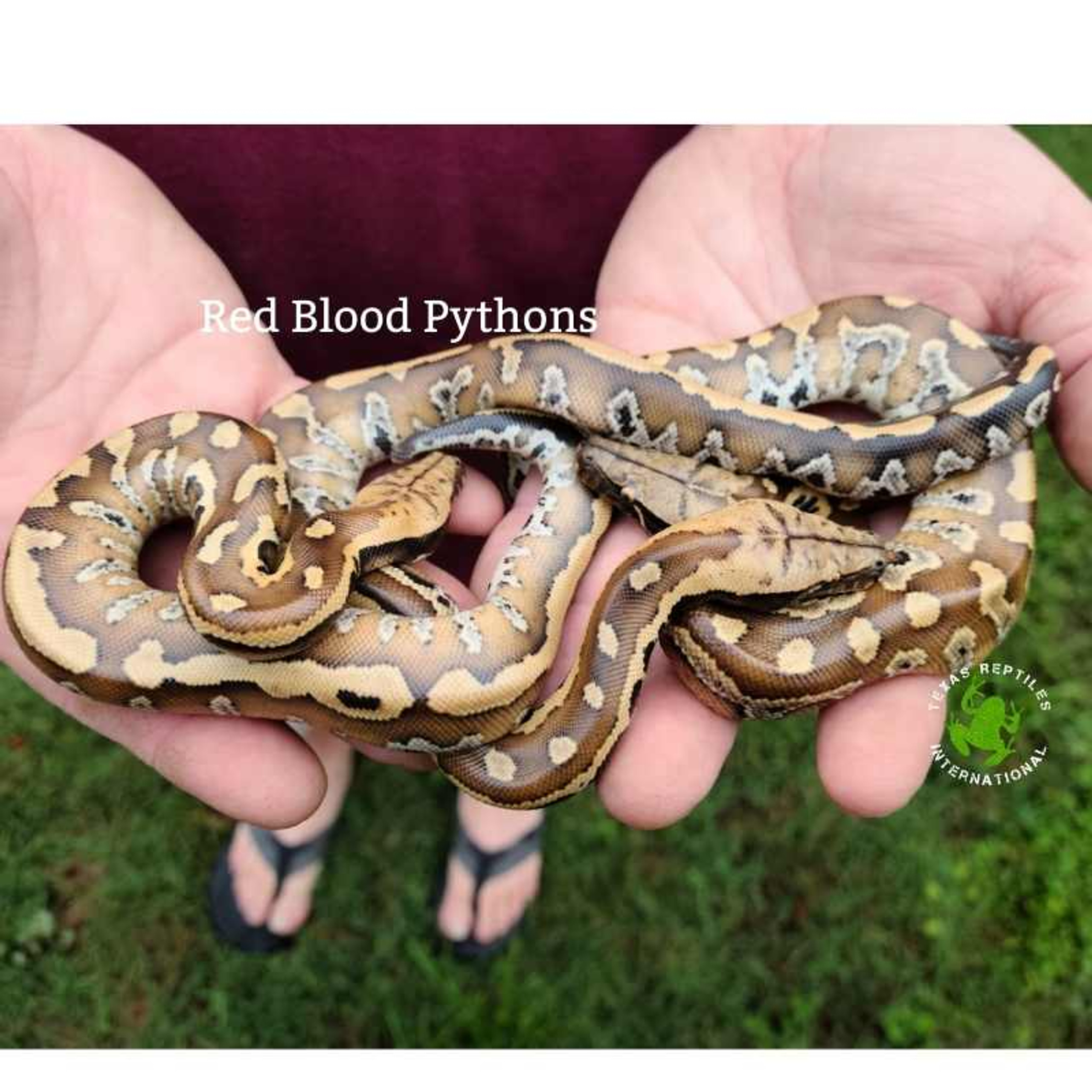Red Blood Python