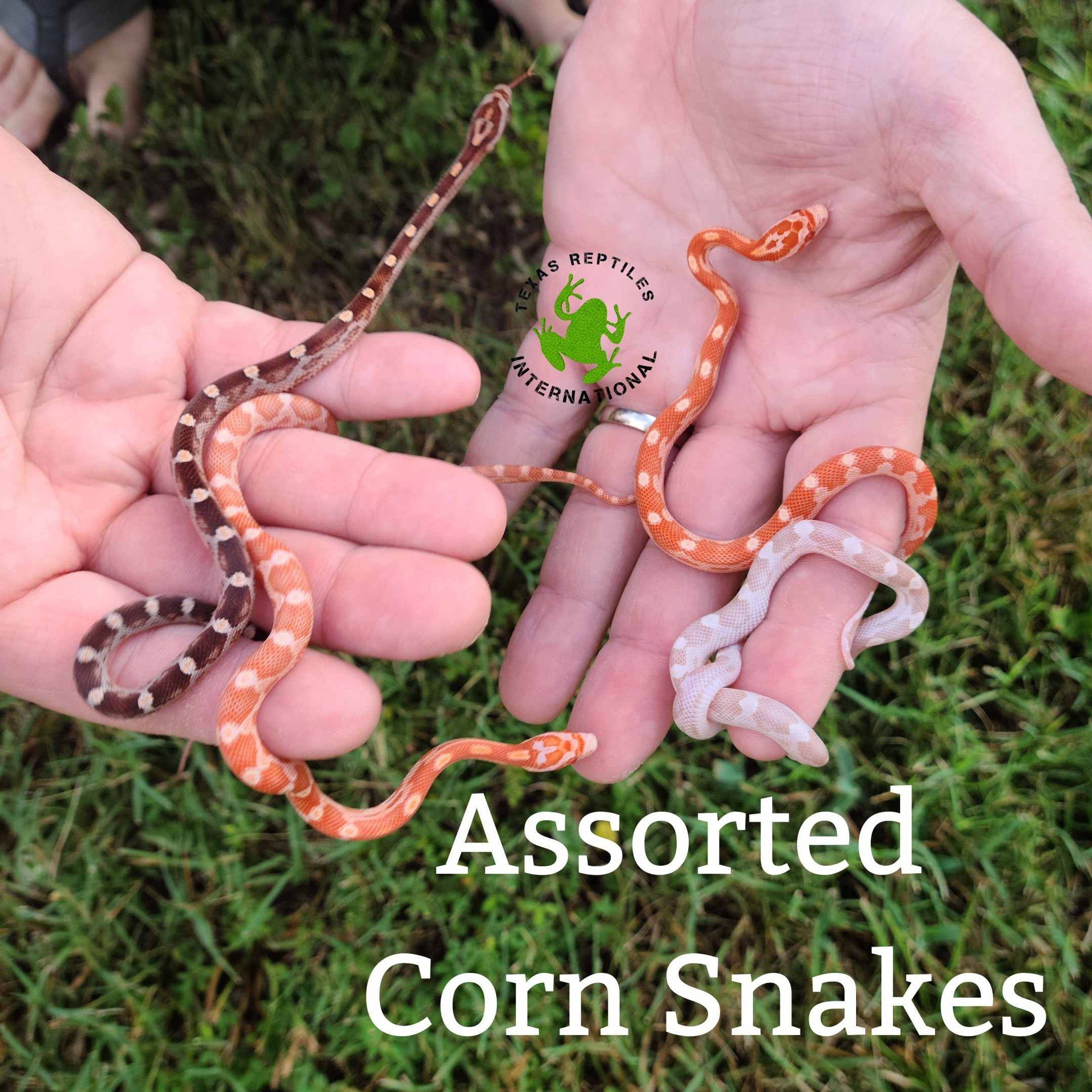 Snakes - Cornsnakes & Ratsnakes - Texas Reptiles International