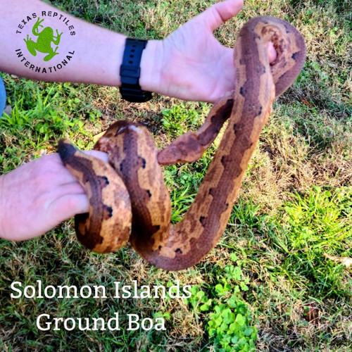 Solomon Island Ground Boas - small