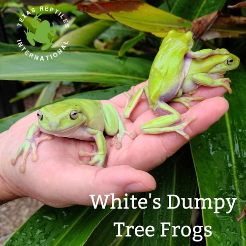 Flash Sale White's Tree Frog - 6 lot