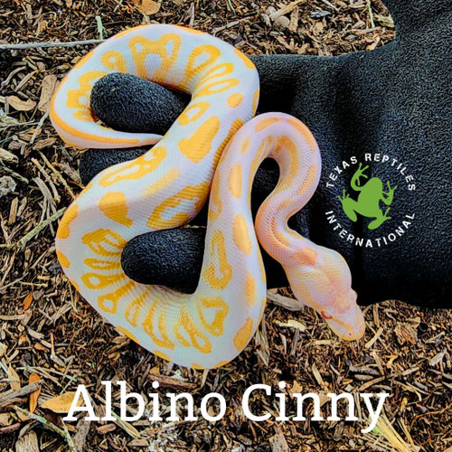 Flash Sale Albino Cinny Ball Python