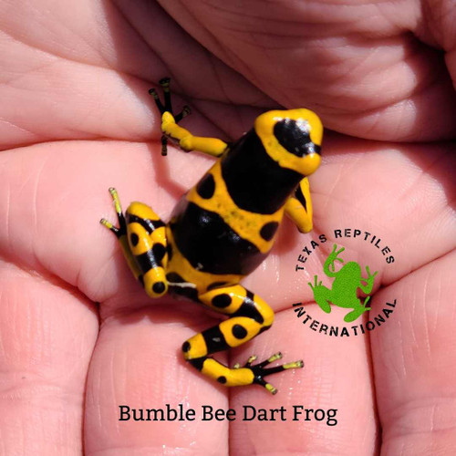 Flash Sale Dart Frog - 12 lot