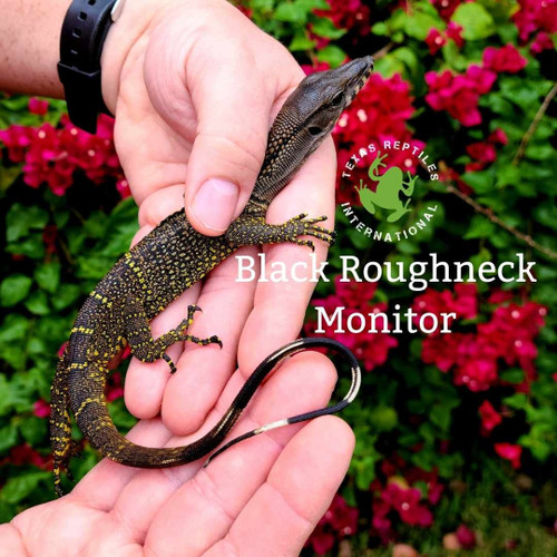 Black Rough Neck Monitor, baby