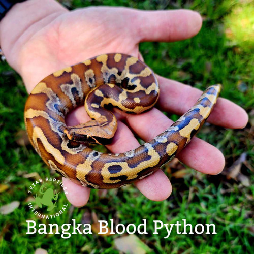 Red "Bangka" Blood Python, babies