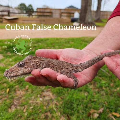 Cuban False Chameleon - adult female